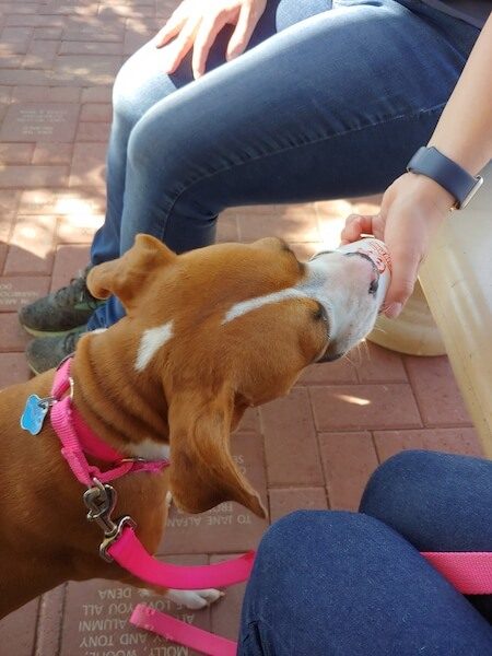 Phoenix dog friendly ice cream with Leo's Ice Cream catering truck